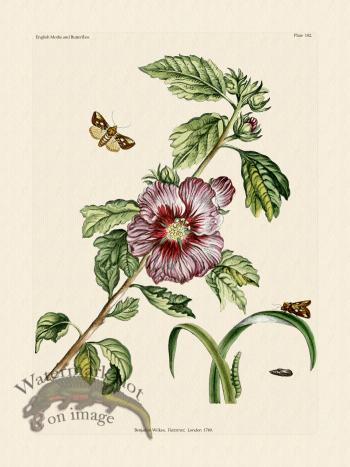 Wilkes Butterflies 102